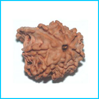 Ganesh Rudraksha