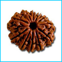 11 (Gyarah) Mukhi Rudraksha