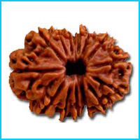 14 (Choudah) Mukhi Rudraksha