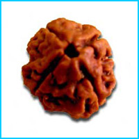 4 (Char) Mukhi Rudraksha